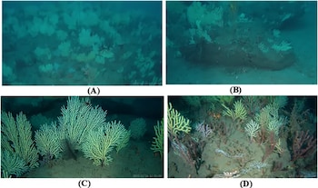 Cuatro fotografías submarinas etiquetadas de la A a la D que muestran corales de distintas formas y colores sobre el fondo marino