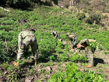 Plantíos de marihuana del CJNG