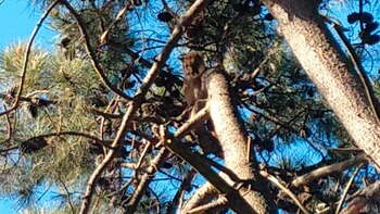 El animal fue avistado en