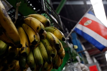 Productos como café, piña, banano, semiconductores y dispositivos médicos quedaron fuera del nuevo arancel aplicado por Estados Unidos. EFE/Jeffrey Arguedas/Archivo
