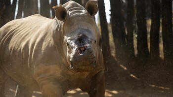 Autoridades del este de Sudáfrica