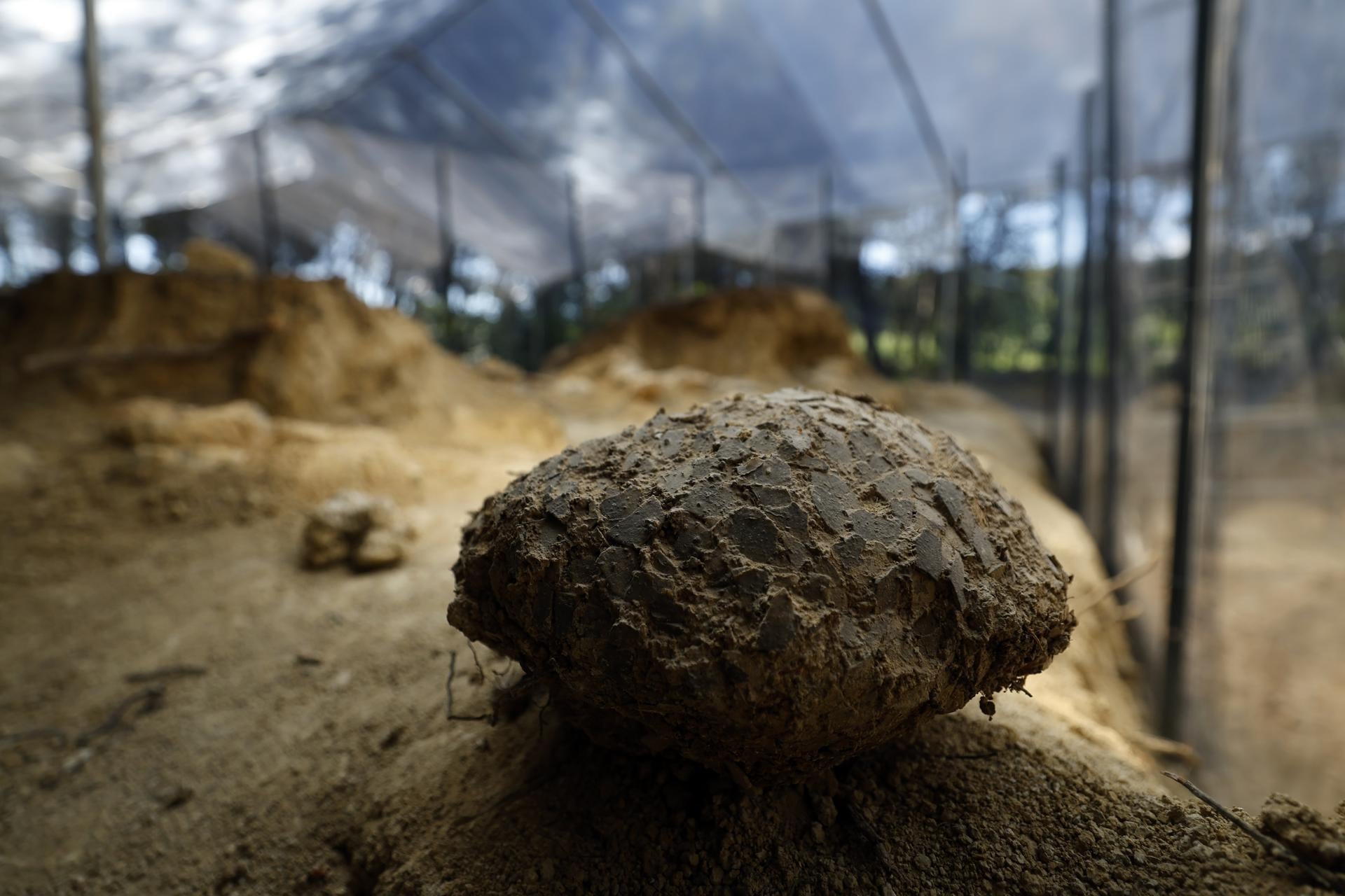 Los huevos, de casi cinco kilos y textura similar a la cáscara de una palta, estaban en notable estado de conservación