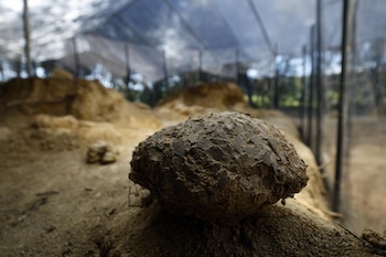 Alain Cabot encuentra en Francia, 100 huevos de dinosaurio de 72 millones de años de antigüedad