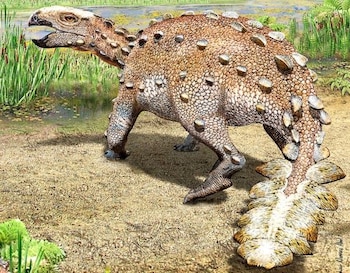 02-12-2021 Stegouros elengassen es el