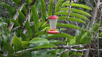 Descubre el Centro Amazónico Morro