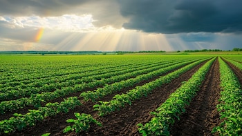 Innovación y gestión eficiente: el