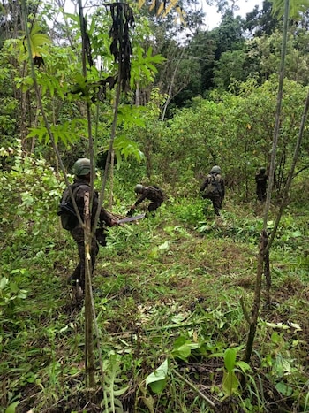 La plantación de hoja de coca destruida en el caserío Santa Rosa, en El Chal, tenía un valor aproximado de Q3.2 millones ( USD 410,00), según el Ministerio de Gobernación. (Cortesía: PNC de Guatemala)