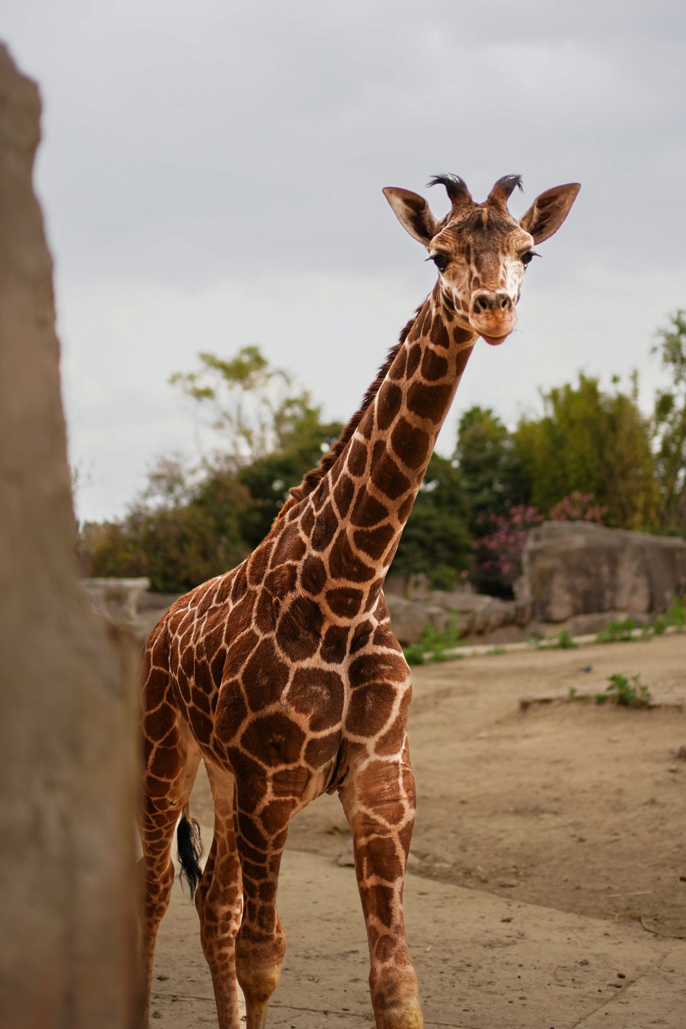 La Sedema indicó que dará a conocer la convocatoria próximamente a través de sus redes sociales oficiales para normar a la jirafa. Foto: X/@SEDEMA_CDMX.