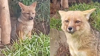 El zorrito andino Run Run