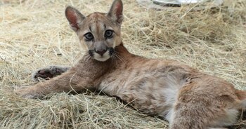 La felina se encuentra en