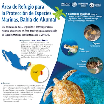 Infografía con el mapa de México, un mapa detallado de Akumal, texto informativo sobre el área de refugio y tres fotografías de tortugas marinas