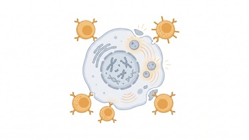 Cáncer de páncreas: descubren una proteína que protege al tumor y frena las defensas del cuerpo