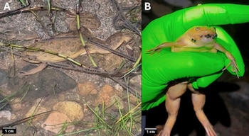 Dos paneles con escalas de un centímetro que muestran una rana en agua con vegetación y el animal sostenido por una mano con guante verde