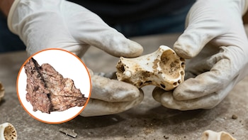 Un estudiante rescata un fósil olvidado y descubre una especie más antigua que el tiranosaurio rex