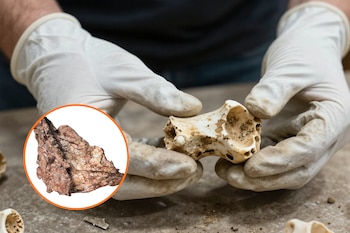 Un estudiante rescata un fósil olvidado y descubre una especie de carnívoro. (Freepik)