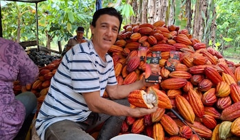 Agroemprende Cacao Meta comercializó 416 toneladas de cacao en 2025, exportó a Japón, Bélgica y España y generó ingresos por más de $12.716 millones.