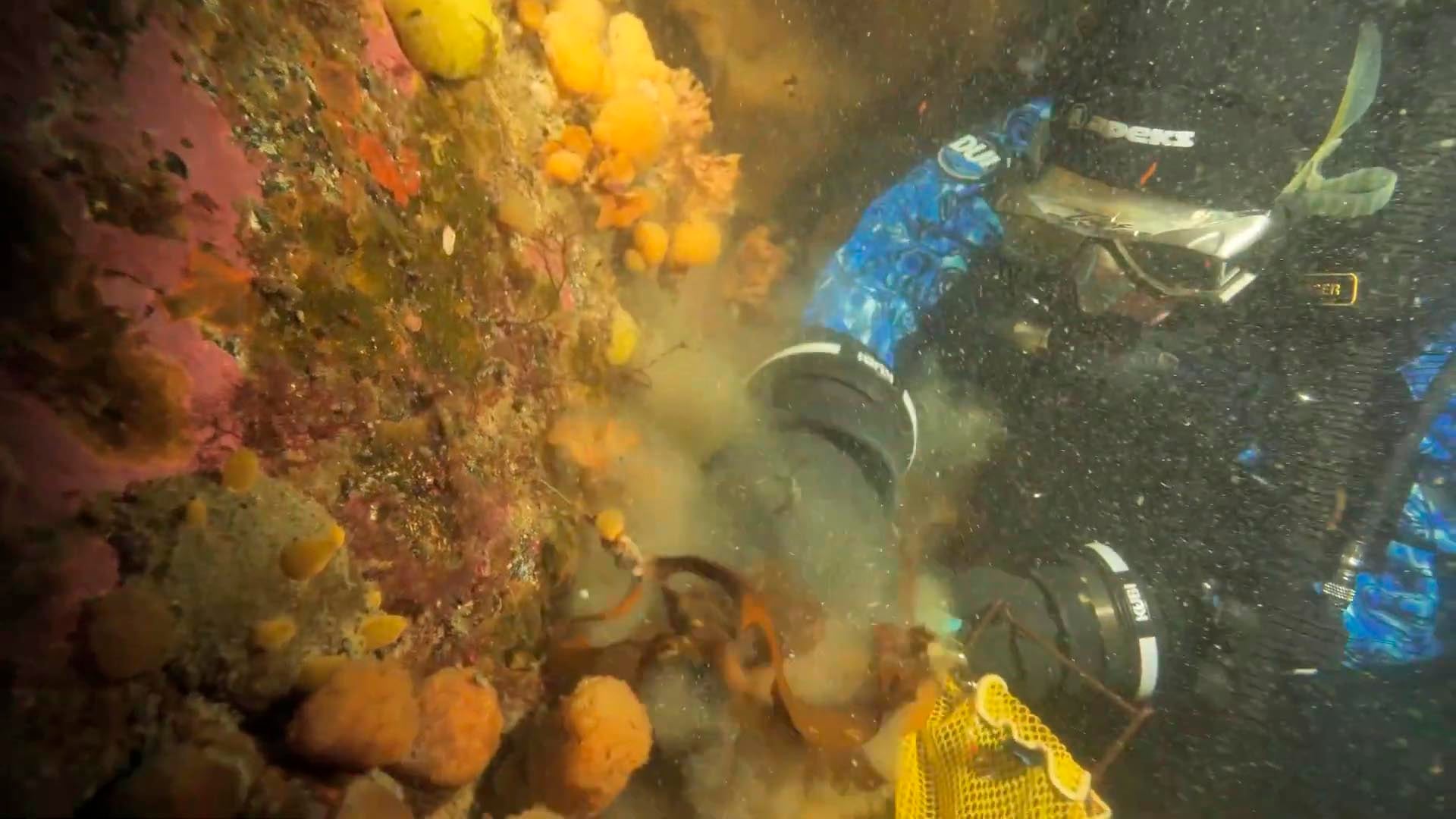 Investigadores de la Universidad del Sur de Florida (USF) estudiaron ascidias antárticas por su potencial en líneas de investigación contra el melanoma (Captura de video: YouTube/@usouthflorida)