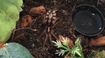 Una tarántula con abdomen rayado sobre tierra oscura, al lado de una tapa plástica con agua y hojas artificiales