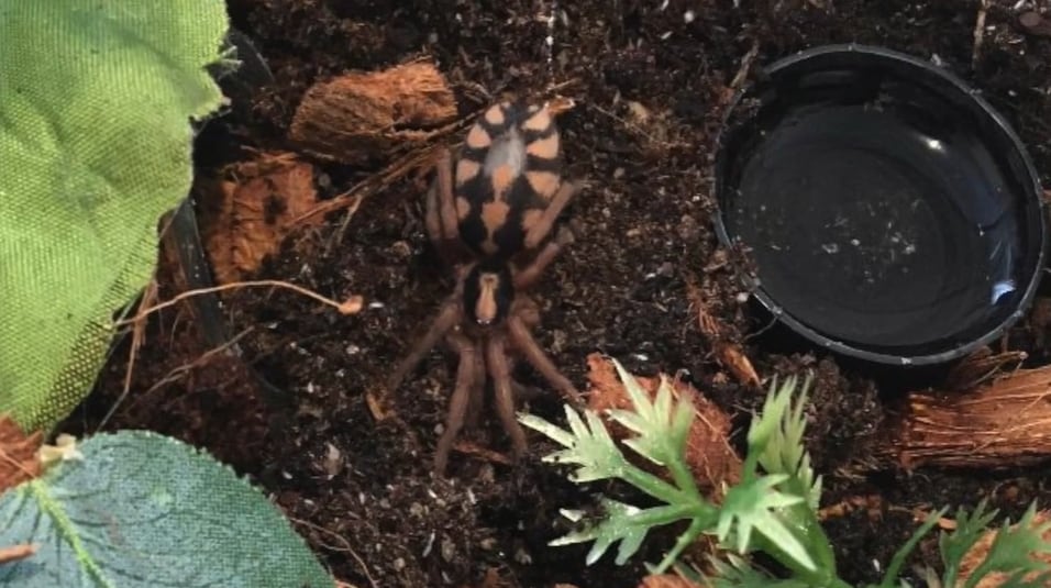 Las hembras de esta araña fabrican madrigueras subterráneas con seda y tapas camufladas para detectar las vibraciones de sus presas (YouTube/@tarantulakat)