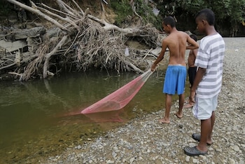 El bochachico es un pescado