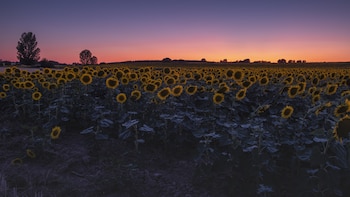 Qué le ocurrirá a los girasoles durante el eclipse: los ejemplares maduros y jóvenes no reaccionarán de la misma manera