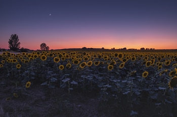 Girasoles. (Magnific)