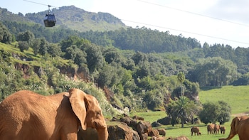 Cabárceno y el Zoo de Santillana del Mar documentarán el comportamiento de los animales durante el eclipse