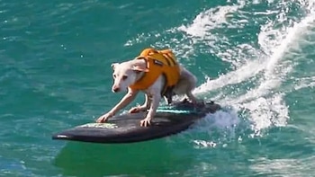 Murió Sugar, la perra surfista