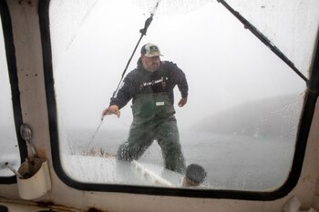 La población de ballenas francas