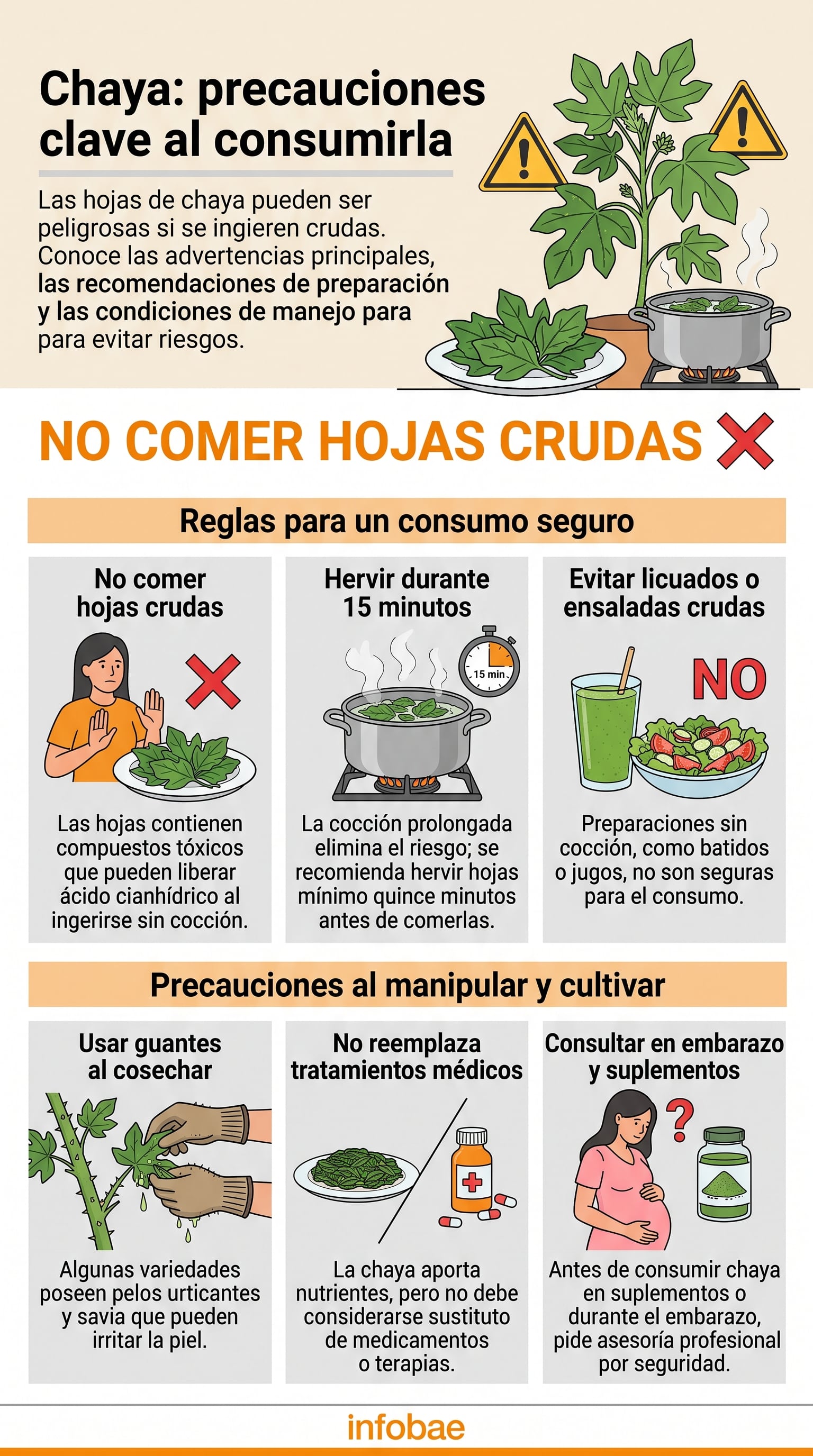 Recomendaciones para el consumo seguro y manejo de la planta de chaya. (Imagen Ilustrativa Infobae)