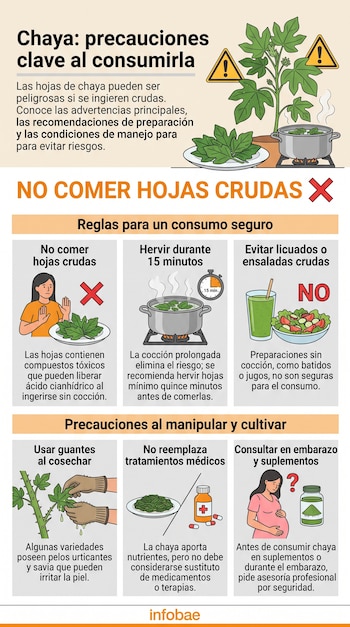 Infografía explicativa con ilustraciones sobre la chaya, iconos de advertencia, una planta en maceta, una olla al fuego y recuadros explicativos.