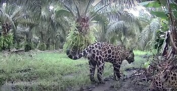 Los animales fueron captados el