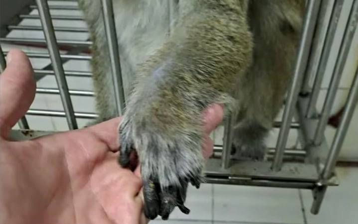 El caso del CEMIC expone demoras judiciales y falta de políticas claras para el bienestar de primates en Argentina