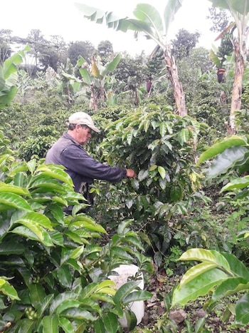 Un trabajador recoge frutos de café Monte Claro, una variedad de café arábica, en una plantación en Trujillo, Venezuela, en esta foto sin fecha difundida el 27 de julio de 2023. Victor Montilla/Handout via REUTERS ESTA IMAGEN HA SIDO SUMINISTRADA POR TERCEROS. NO DISPONIBLE PARA REVENTA. NO DISPONIBLE PARA ARCHIVO. CRÉDITO OBLIGATORIO