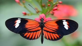 Las mariposas dependen del calor