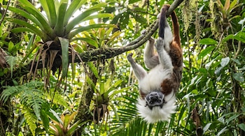 Un tití cabeciblanco cuelga boca abajo de una rama cubierta de musgo entre bromelias y hojas verdes.