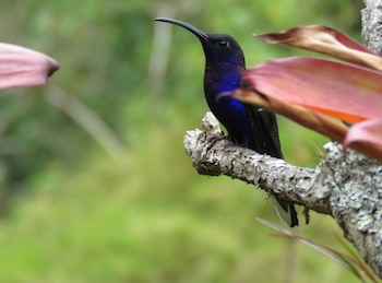 Mantener la biodiversidad es de suma importancia para un país tropical como Panamá. (Cortesía)