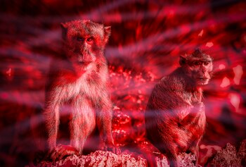 La OMS registró 5.322 casos