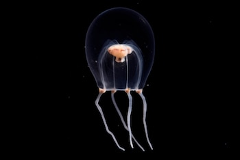 Gran diversidad de especies alberga