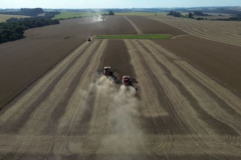 Brasil tuvo un año de cosecha récord y prevé exportaciones agrícolas que rondan los 180 mil millones de dólares. (REUTERS/Diego Vara)