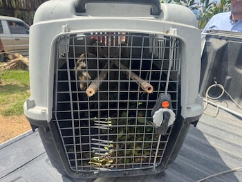 El rescate de una osa