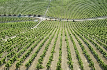 Los viticultores de Mendoza destacan