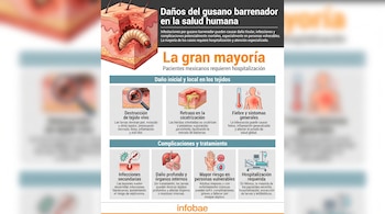 Gusano barrenador