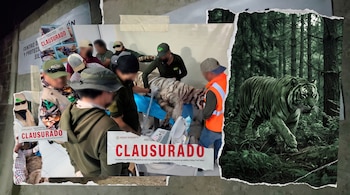 Collage de dos imágenes. La izquierda muestra personas atendiendo un tigre blanco y sellos de "Clausurado". La derecha presenta un tigre de Bengala en un bosque denso.