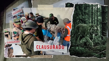 ¿Cómo escapó el tigre de bengala de Animal Experience en Edomex y por qué lo mataron?