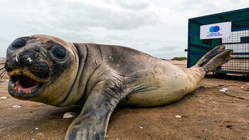 Así volvió al mar un