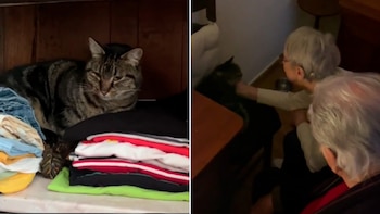 La gata fue rescatada de