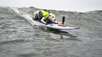A los 16 años murió Sugar, la perra surfista que fue incluida en el salón de la fama