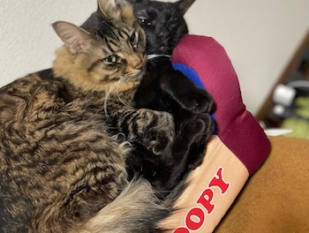 Los secretos del “gato disociado”: la historia detrás de la famosa expresión de Vivi (Instagram imachi63)