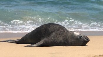 La Procuraduría Federal de Protección